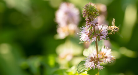 Mentha aquatica, water mint, Mentha hirsuta Huds purple flowers blooming near water. Honeybee collects nectar or pollen
