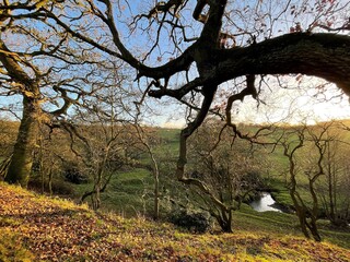 Fototapeta premium Late autumn evening scene, with old trees, a small stream, and hills in the distance in, Tong, Bradford, UK