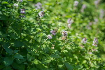 Mentha aquatica, water mint, Mentha hirsuta Huds purple flowers blooming near water. Honey plants...