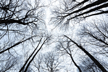 branches of a tree