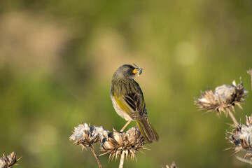Pampa finch chasing insects        