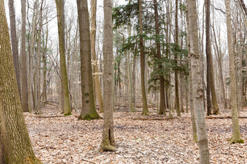 trees in the park