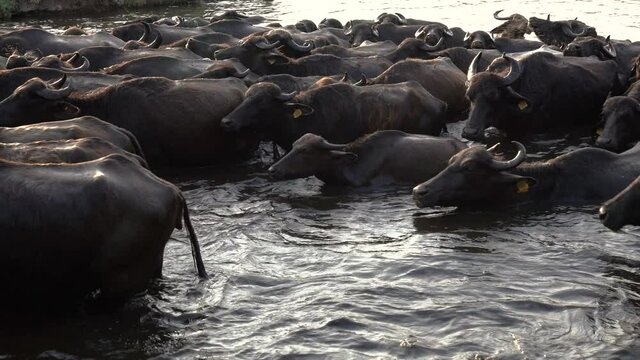 The passage of buffaloes through water. Buffalo migration, buffaloes, water, lake