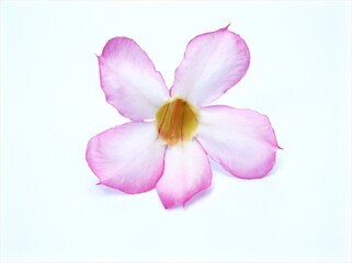 Pink Flower isolated on white background ,pink desert rose	