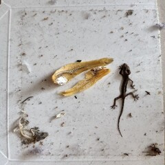 lizard on the sticky pad