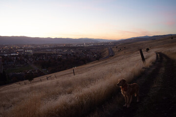 Fototapeta na wymiar Sunset with dog
