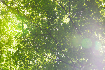 leaves in sunlight