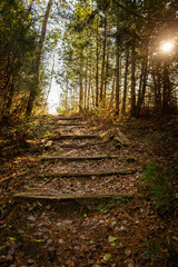 wood stairs in the forest