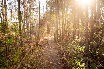 morning in the woods