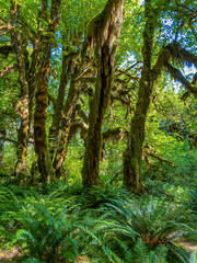 Obraz premium Hoh Rainforest at Olympic Peninsula in Washington