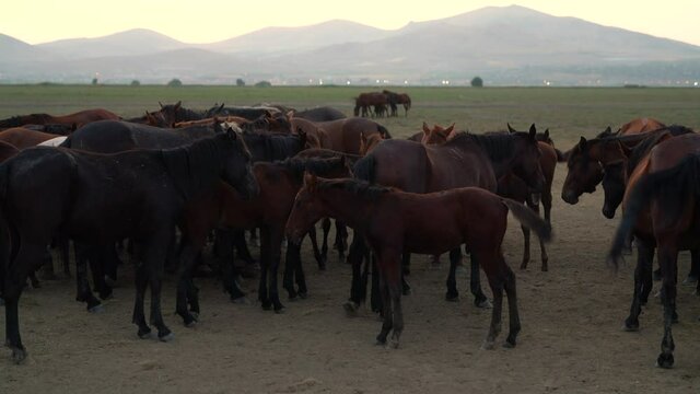 Horses resting in herd in Kayseri, Turkey. Nodding horse, brown horses