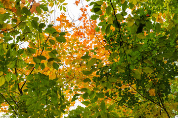 orange tree with leaves