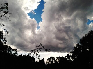 tree and sky