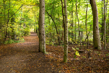 path in the forest