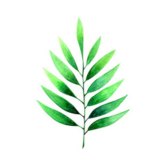 Watercolor summer botanical illustration with green leaves.Isolated on white background.Can be used as image for medicinal and cosmetic products, wallpapers, wrapping papers,patterns,cards,printables.