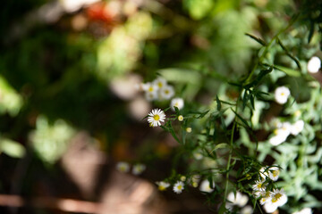 leaves and sun