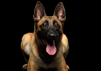 Belgian shepherd Malinois black background