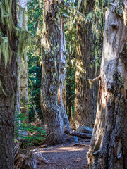 Rainforest at North Cascade Mountains in Washington