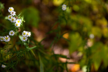 flowers in the garden