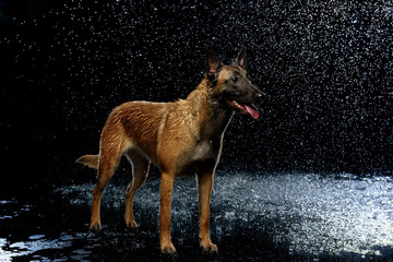 Belgian shepherd Malinois black background