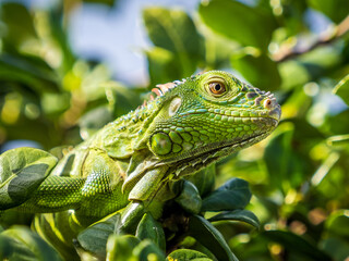 Tropical iguana in the tree leaves