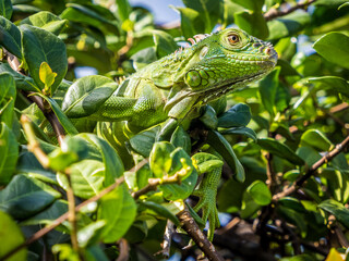 Tropical iguana in the tree leaves