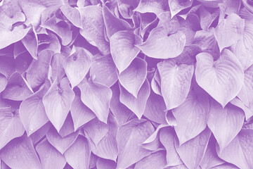 Naklejka premium monstera flower leaves background with light purple color gradient special effect. trendy effects toned picture. 