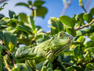 Tropical iguana in the tree leaves