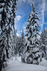 Vertical view of winter wonderland scene of snow-covered evergreen trees in Snoqualmie Pass, WA
