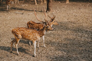 Two deers in the Sundarbans,bangladesh-The chital, also known as spotted deer, chital deer, and...