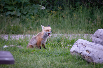 Fox
