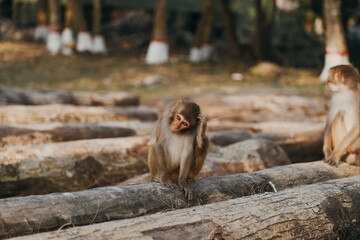 A baby monkey scratching it's forehead-an expression of thinking or confused over cut tree timbers in the Sundarban's, bangladesh   © FCEalin 