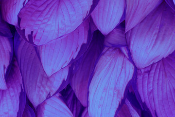 tropical leaves,abstract nature background, purple toned.Frame  Purple Flowering Plant.Neon hosta leaves. Trendy Neon gradient purple, pink colors with a tropical leaves.Purple background of leaves.