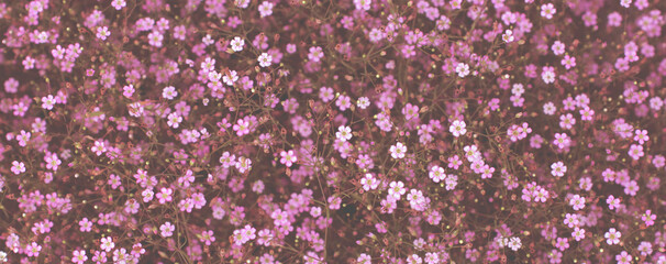 tendy floral background horizontal with effect burn-in toning. little wildflowers with soft light pink filter vintage tone.Pink flowers background texture. Elegant gentle trendy texture meadow flower 