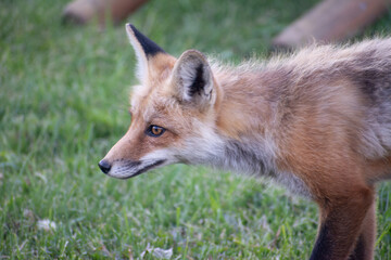 Fox