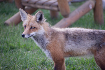 Fox