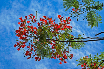 Royal poinciana, flamboyant or flame tree flowers (Delonix regia)