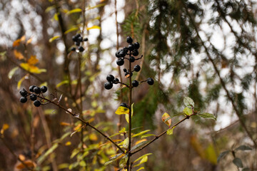Privet (Ligustrum vulgare) with black berries in the rain at the beginning of winter