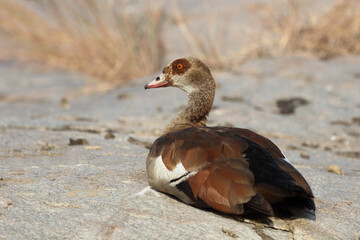Nilgans / Egyptian Goose / Alopochen aegyptiacus..