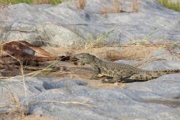 Schwarzfersenantilope und Nilkrokodil / Impala and Nile crocodile / Aepyceros melampus et Crocodylus Niloticus...