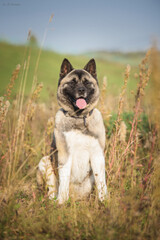 American Akita dog in nature