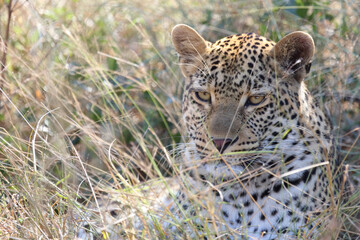 Leopard / Leopard / Panthera pardus.