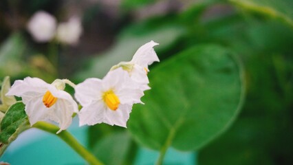white spring flowers