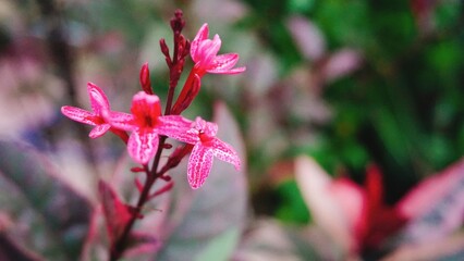 pink flowers in the garden