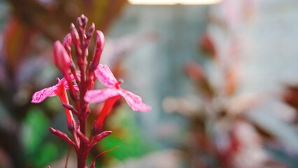 red and yellow flower