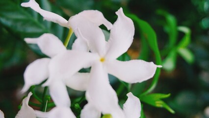 Fototapeta na wymiar white and yellow flower