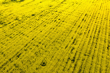 Blooming rapeseed field at sunset. Aerial view