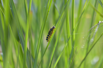 yellow and black caterpillar on a green grass leaf as camouflage on green background