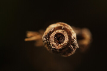A closeup macro shot of a stem