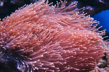 Naklejka na ściany i meble close up of Coral in the deep sea
